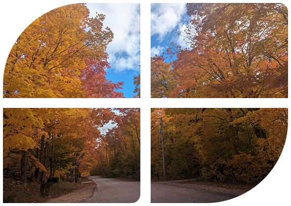 A window with four different photos of trees.